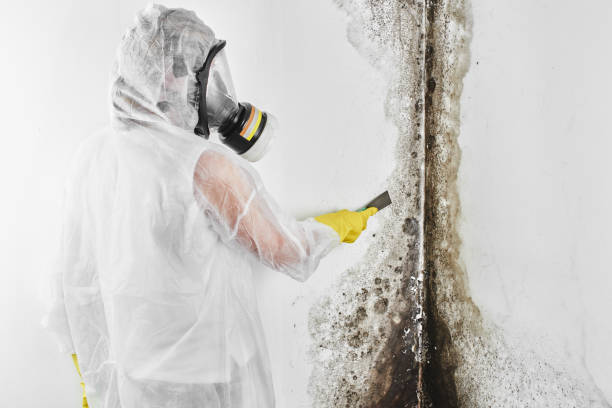 Best Mold Remediation Experts  in South Miami, FL