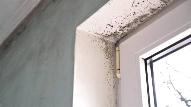 Best Certified Mold Removal  in South Miami, FL