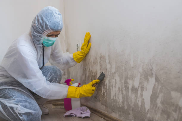 Home Mold Removal in South Miami, FL