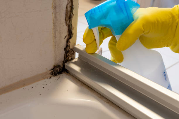 Best Mold Removal and Inspection  in South Miami, FL