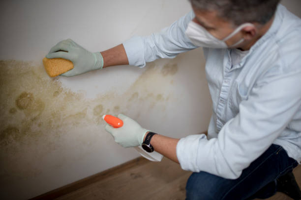 South Miami, FL Mold Removal Company