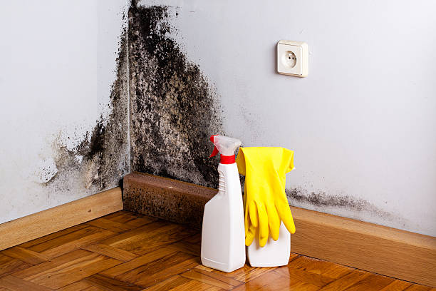 Best Toxic Mold Removal  in South Miami, FL