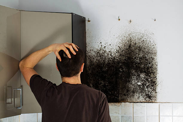 Mold Removal and Inspection in South Miami, FL