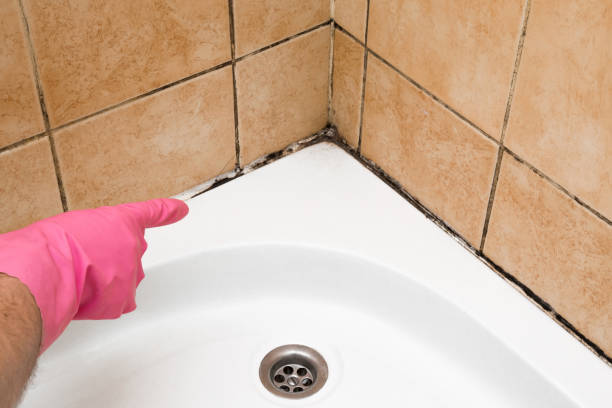 Best Fast Mold Removal  in South Miami, FL