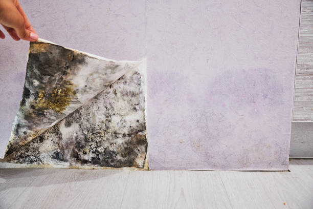 Best Emergency Mold Removal  in South Miami, FL